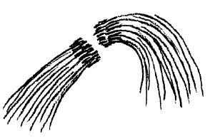 AltName